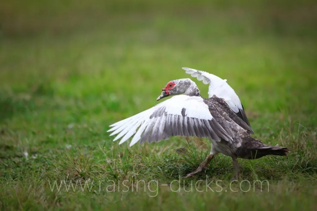 six year old muscovy duck flapping