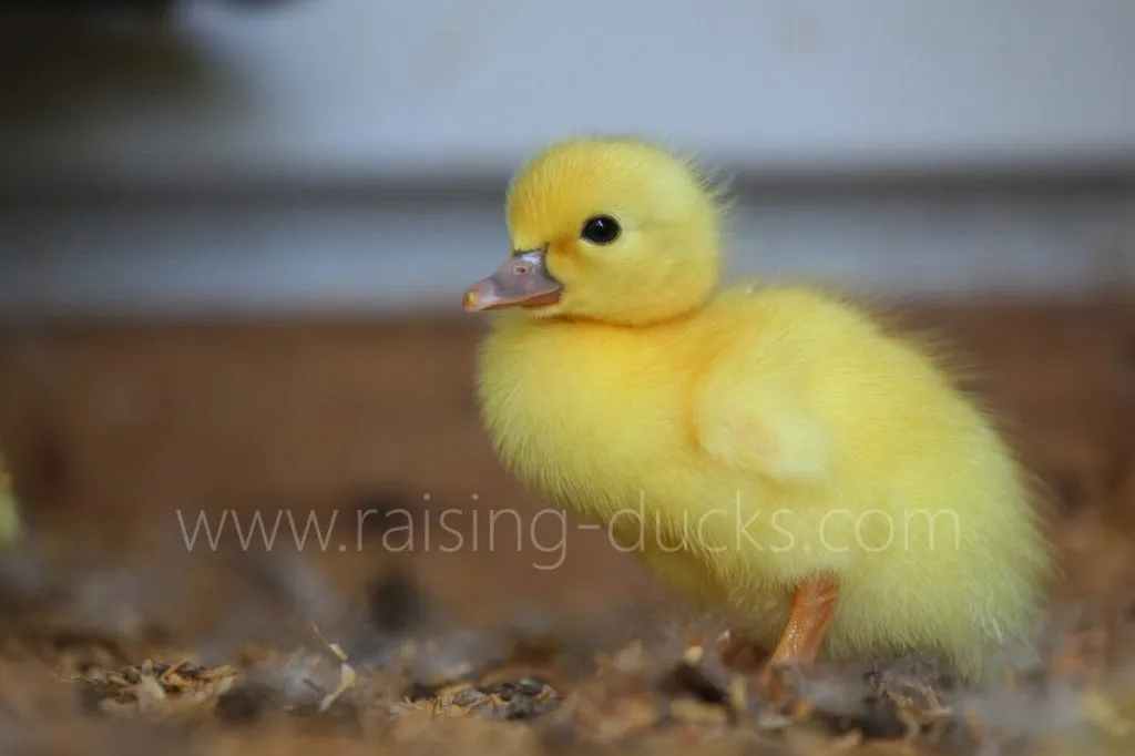 muscovy duckling