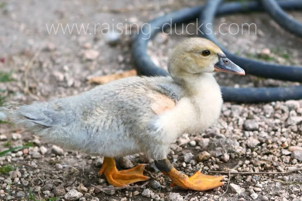 4-week-old male muscovy duckling sexing ducks