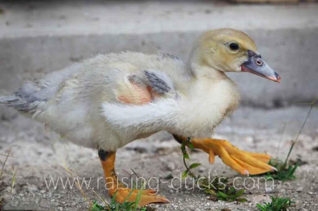 sexing ducks male muscovy duckling thick legs