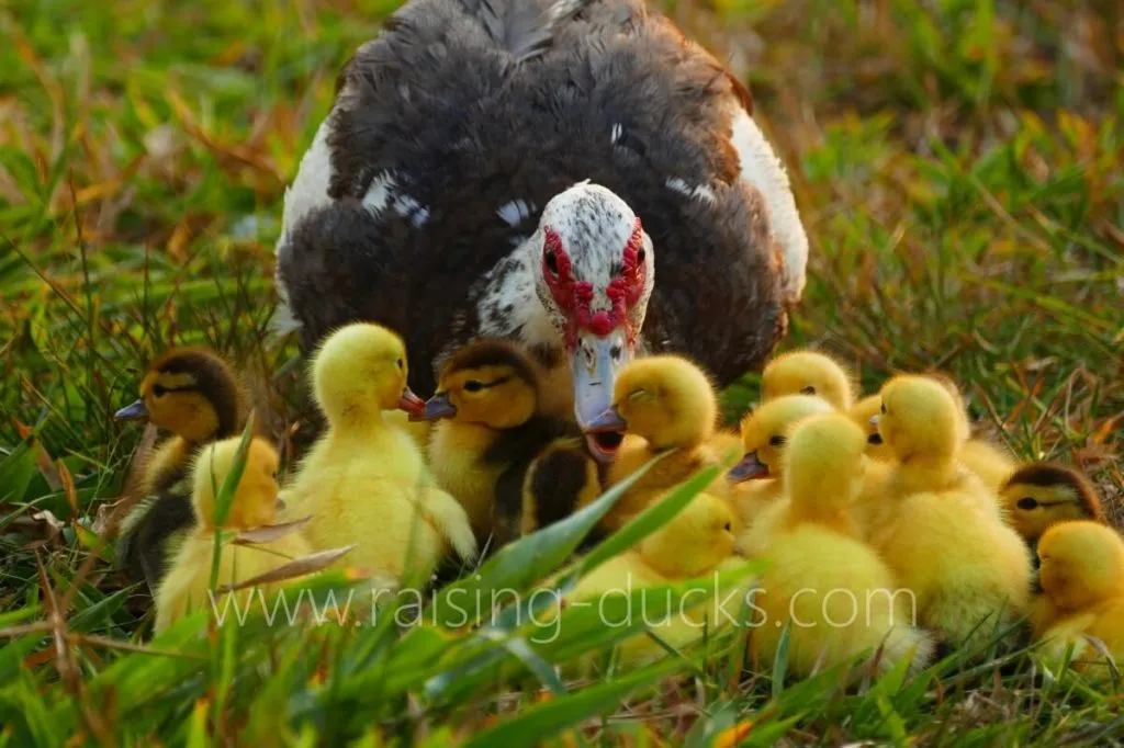 broody muscovy duck and ducklings