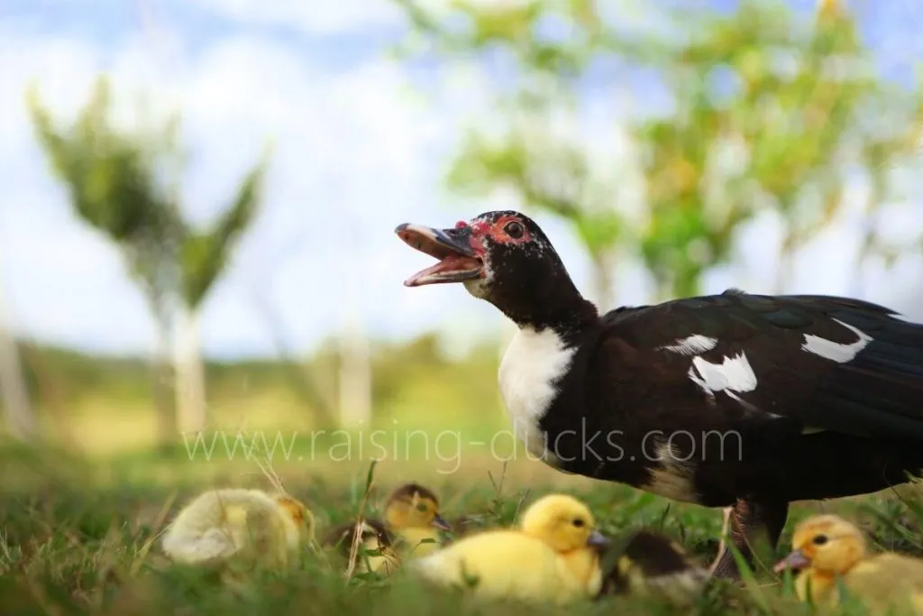 muscovy duck and ducklings