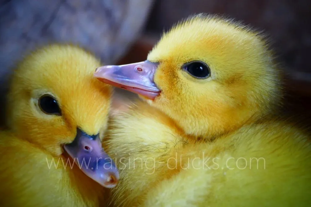 cute muscovy ducklings