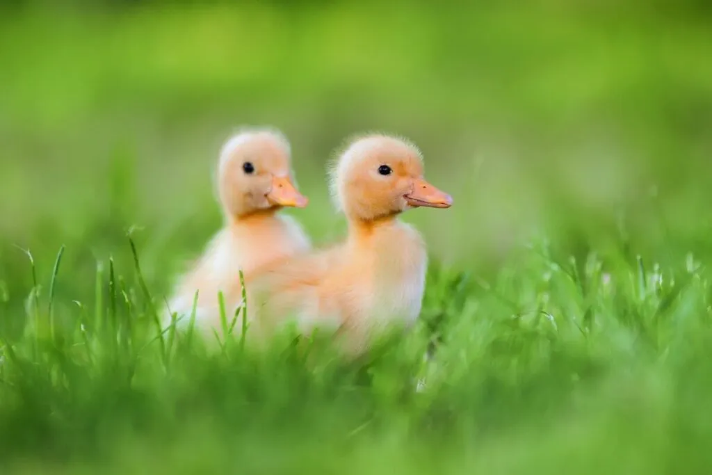 male or female ducklings