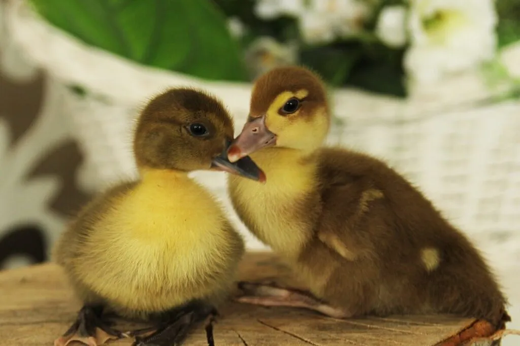 cute male or female ducklings