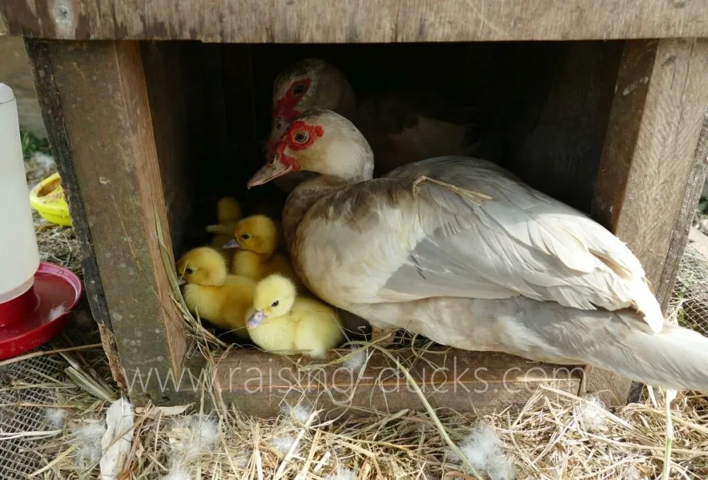 Nesting box with Muscovy ducklings and co-parenting mother ducks