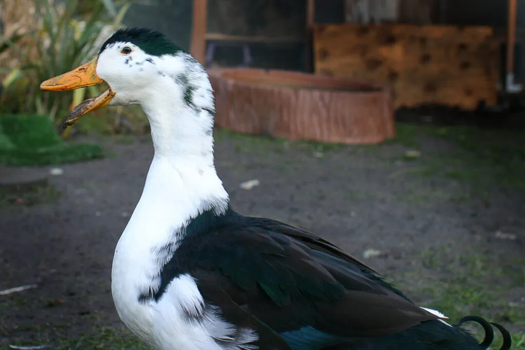 duck making noise