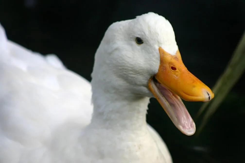 pekin duck quacking noise