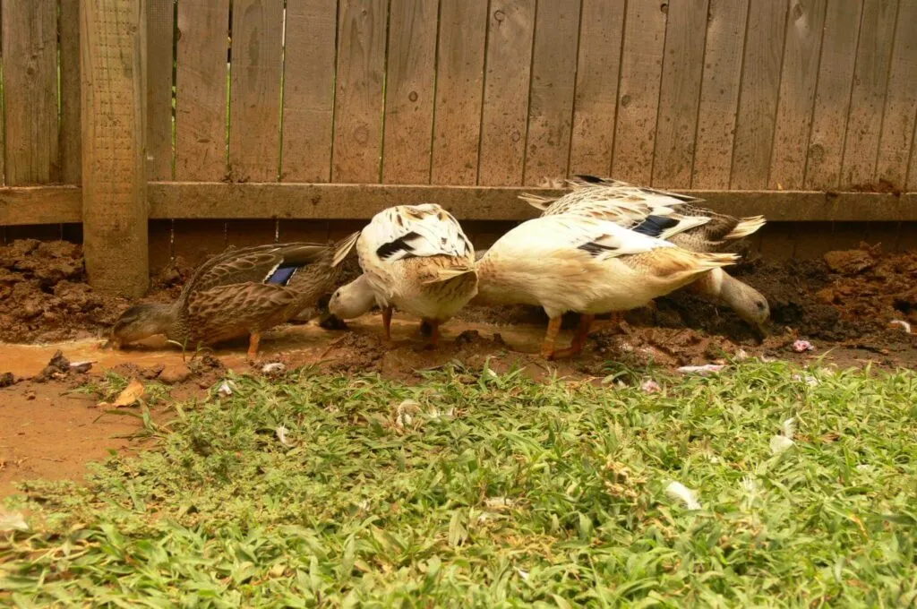 Pet Ducks 10 Things You MUST Know Before Getting Some — Raising Ducks