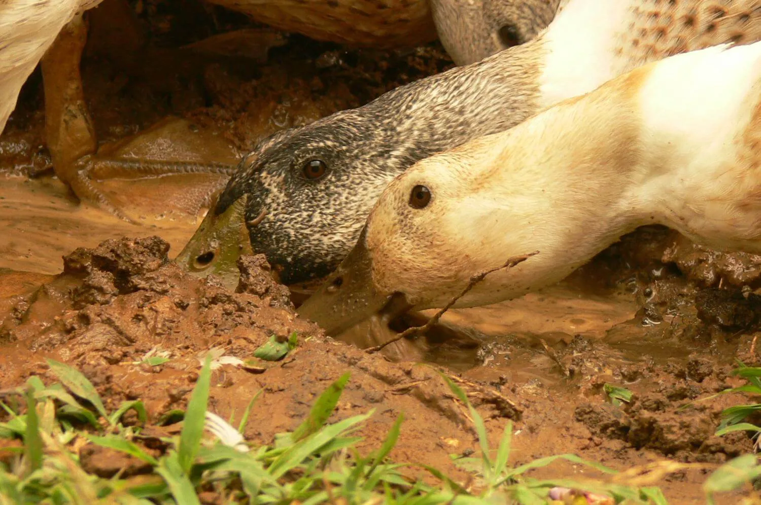 two ducks playing in mud