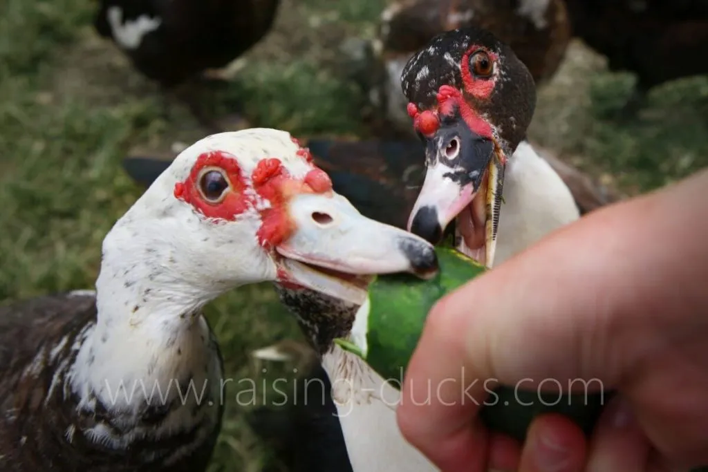 muscovy ducks eating cucumber treats
