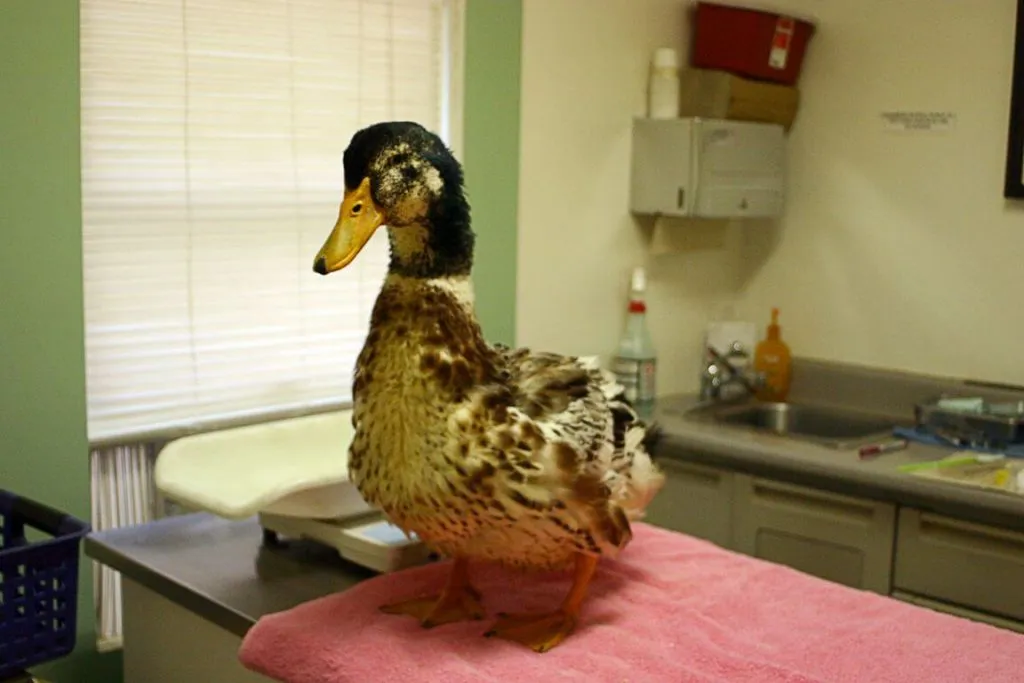 sick duck at vet