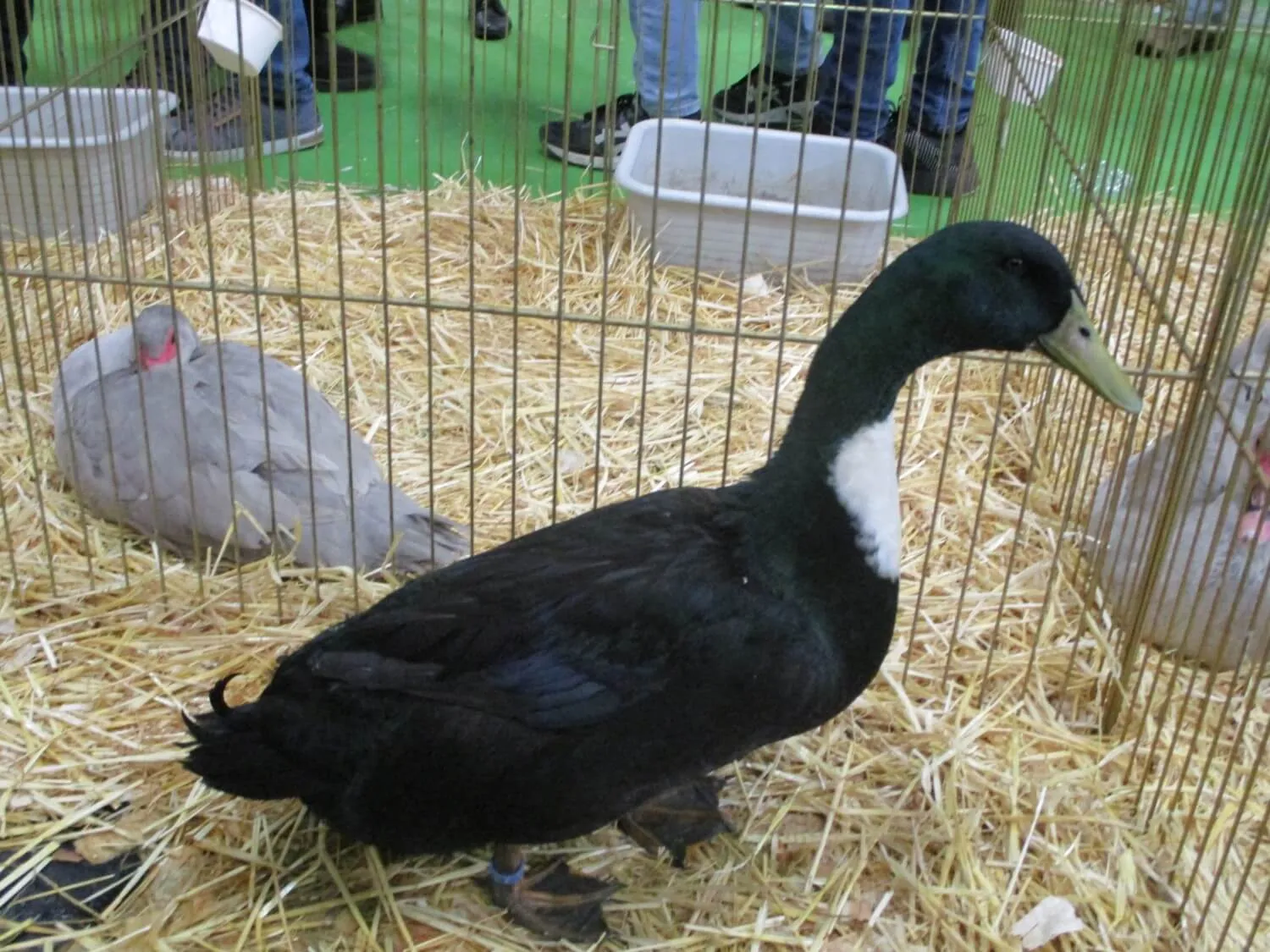 duclair duck at an exhibition