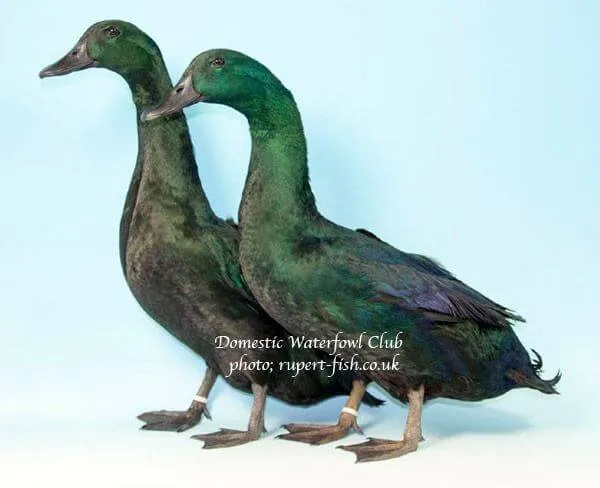exhibition east indies ducks