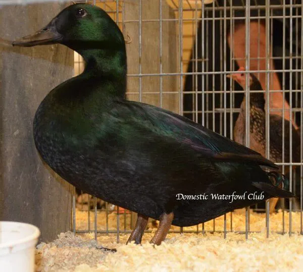 black east indian duck exhibition