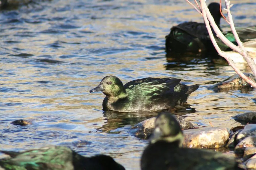 east indies duck swimming creek