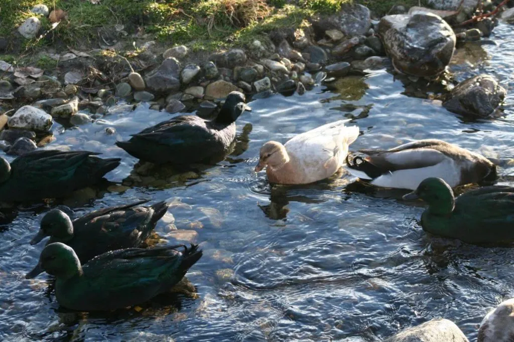 east indies ducks swimming in creek