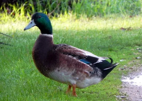 male elizabeth duck