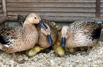elizabeth ducks with ducklings