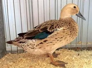 female elizabeth duck