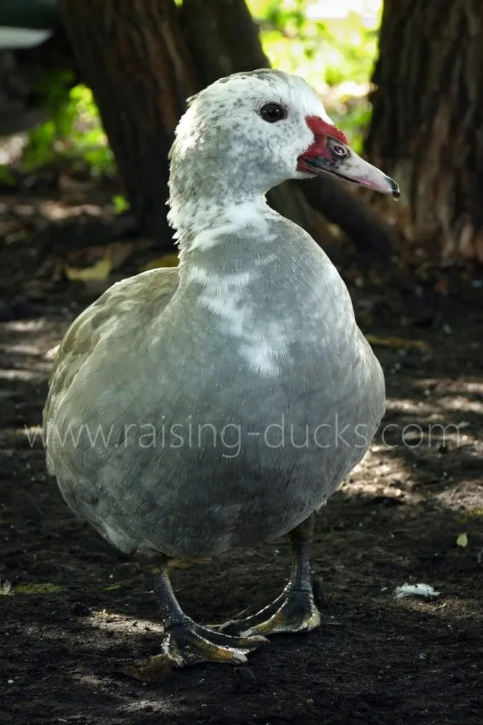 juvenile silver barred female muscovy duck