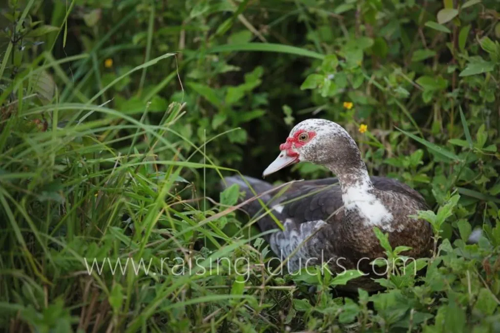 muscovy duck foraging