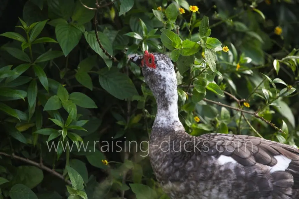 muscovy duck foraging