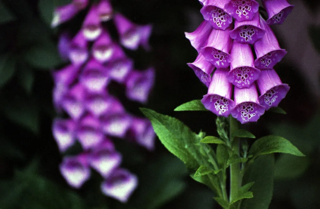foxglove toxic plants for ducks