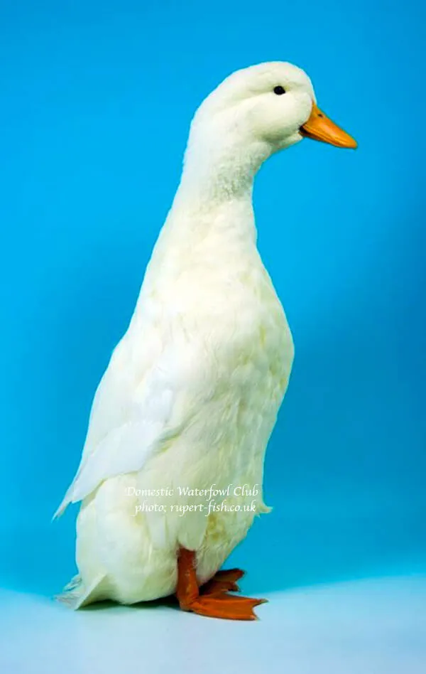 german pekin duck exhibition