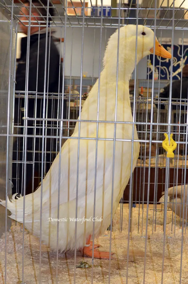 exhibition show german pekin duck