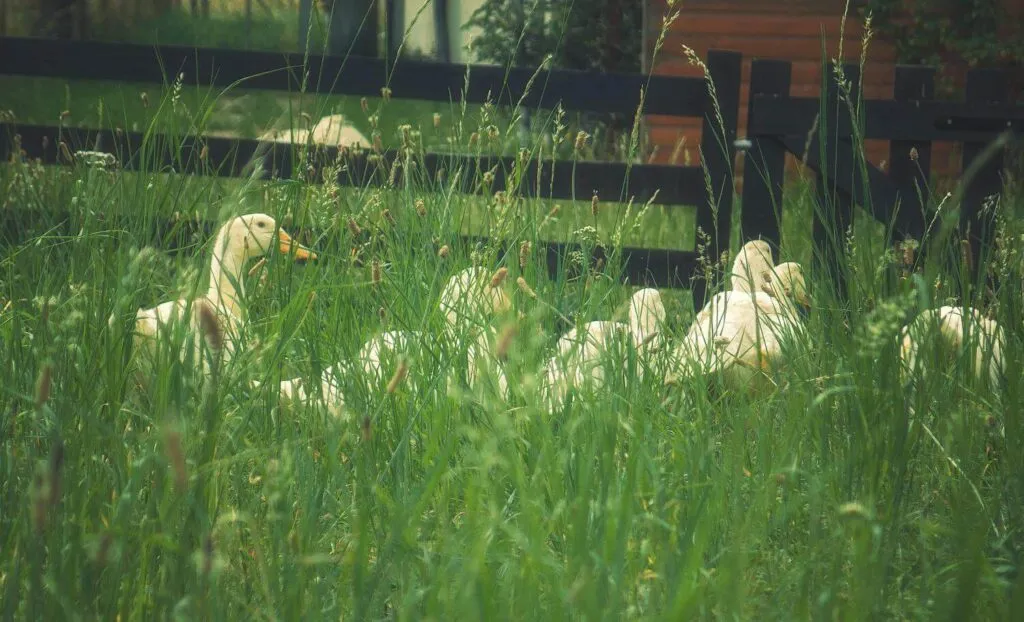 happy ducks foraging in grass