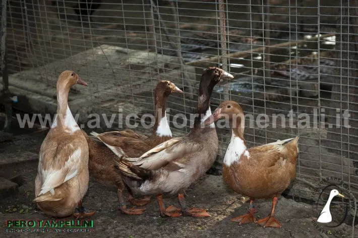 dutch hookbill duck breed characteristics