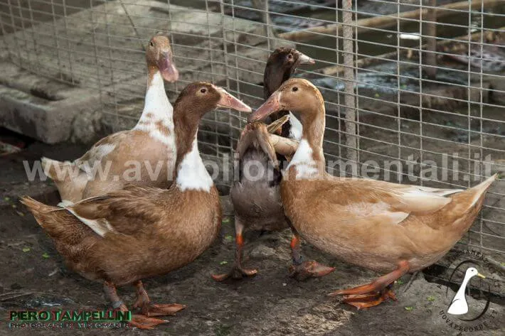 rare dutch hookbill ducks