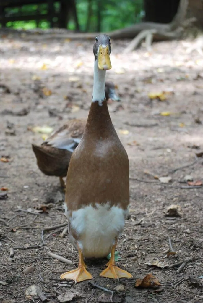 indian runner duck