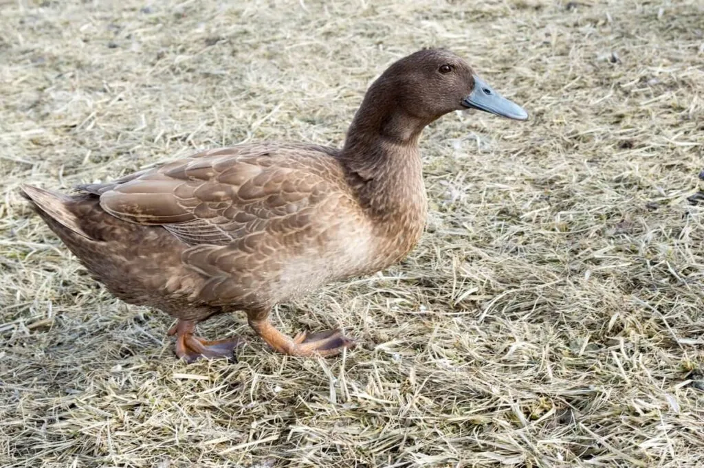 khaki campbell duck