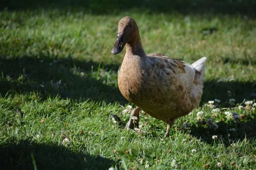 khaki campbell duck foraging free range