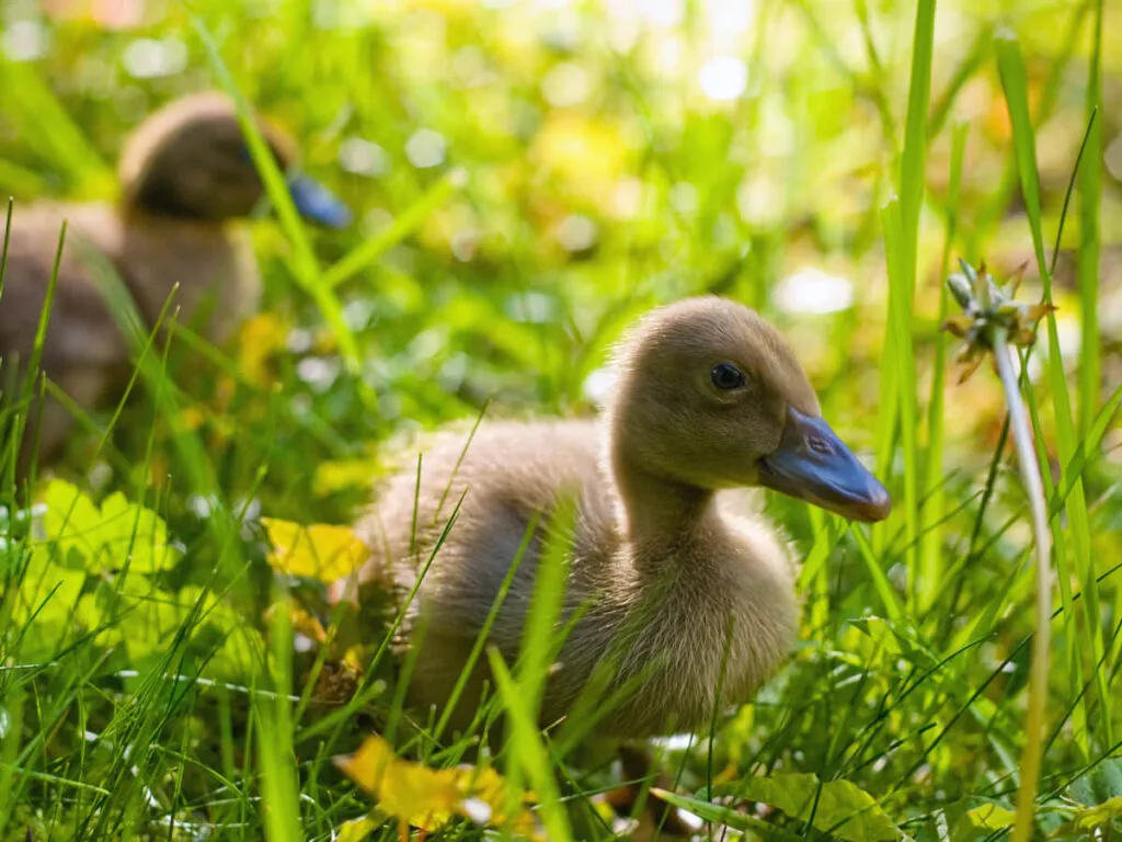 khaki campbell ducklings free-ranging