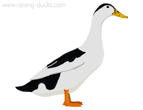 magpie duck graphic