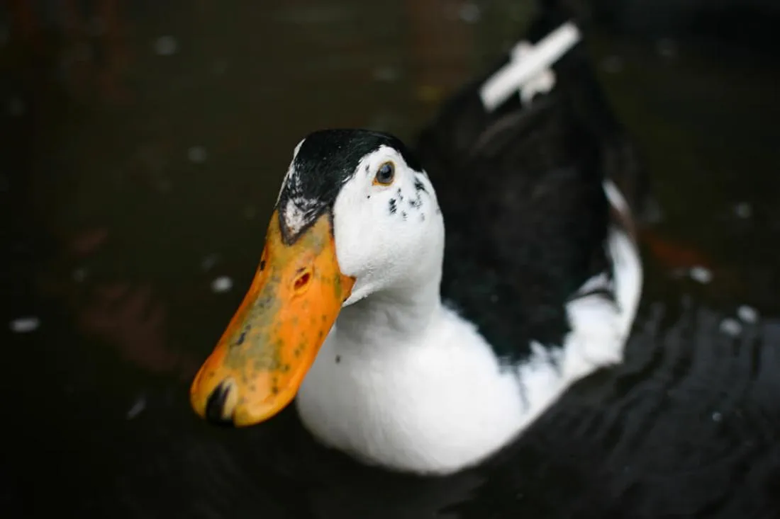 magpie duck swimming face closeup