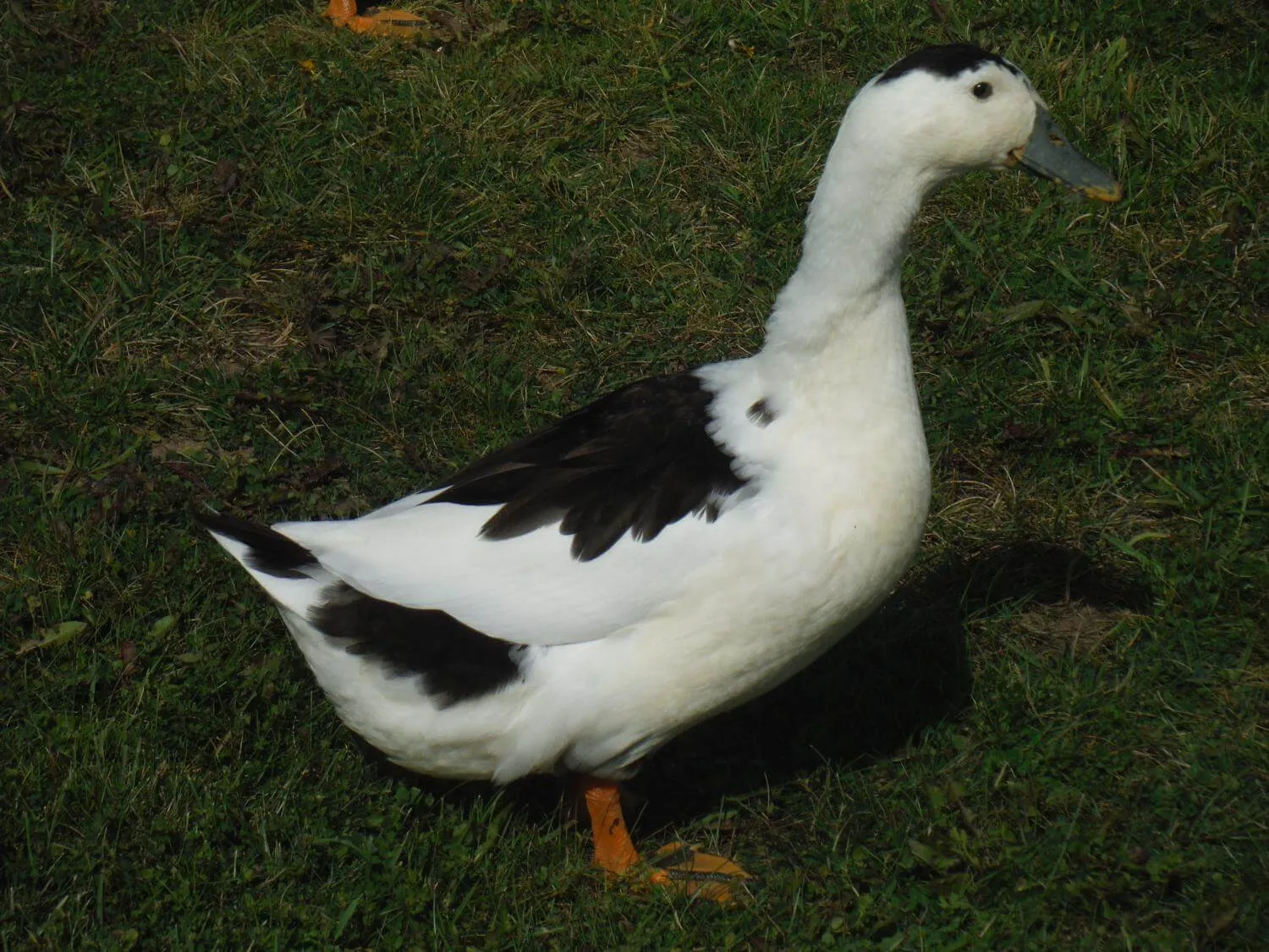 magpie duck