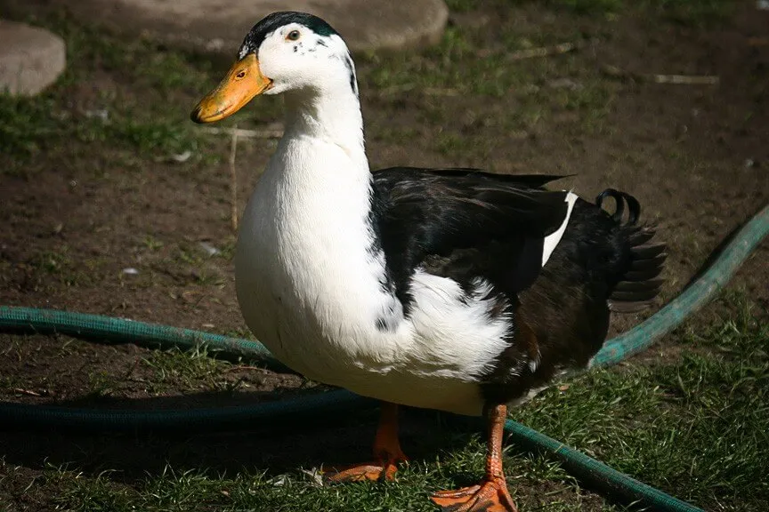 magpie duck