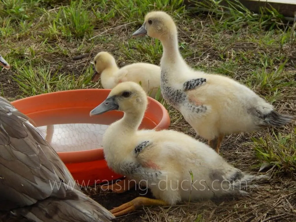 male and female muscovy ducklings how to identify gender