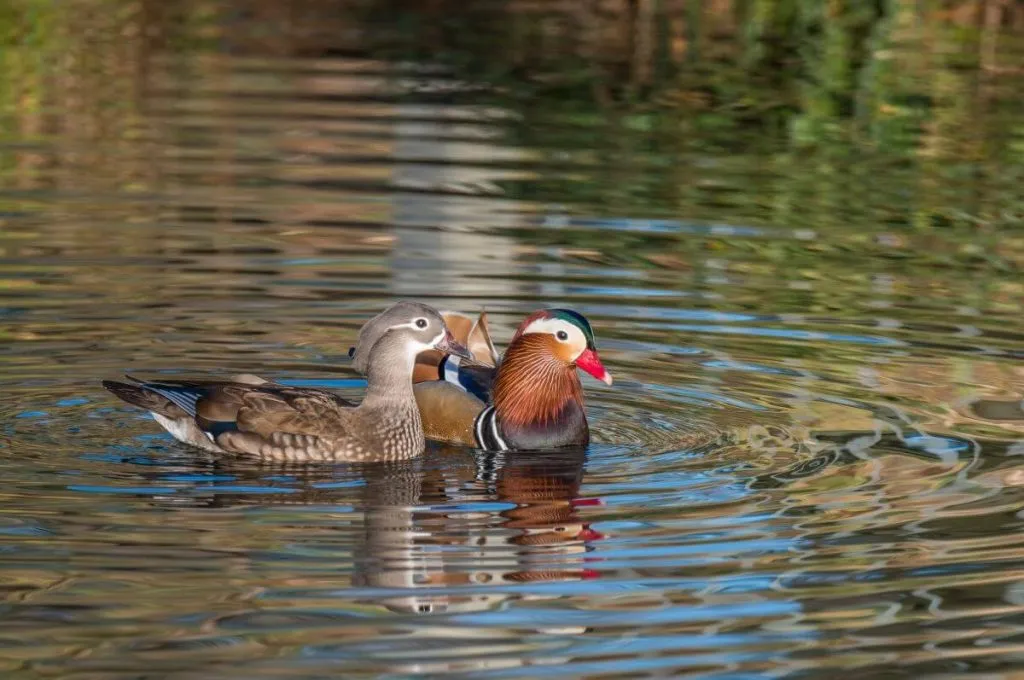 mandarin duck pair swimming