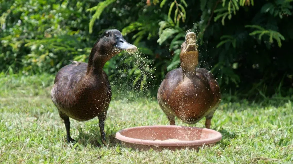 messy mulard ducks eating