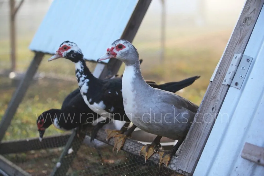 three muscovy ducks coming out of coop