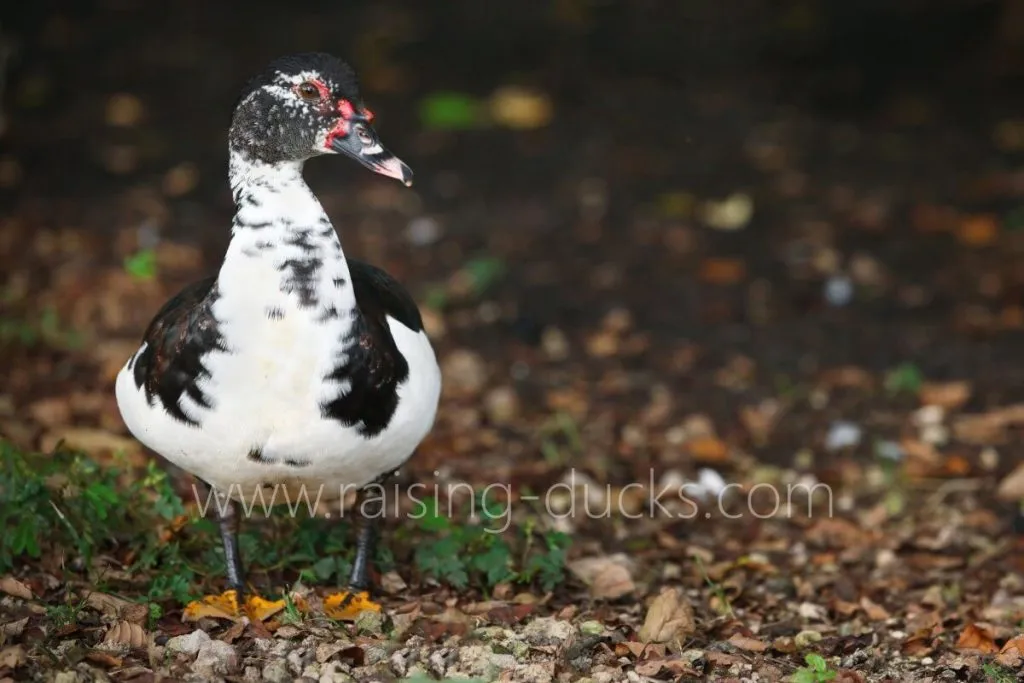 5-month-old female muscovy duck