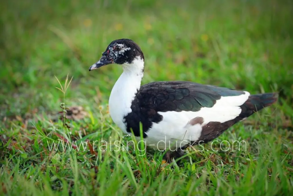 juvenile 5-month-old female muscovy duck free range