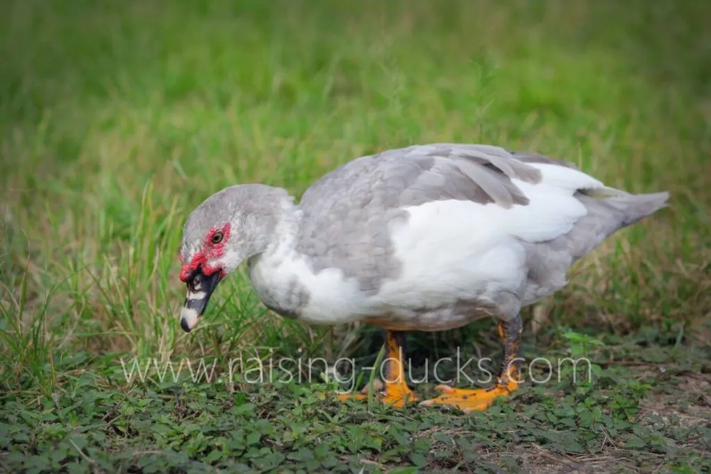 5-month-old muscovy drake
