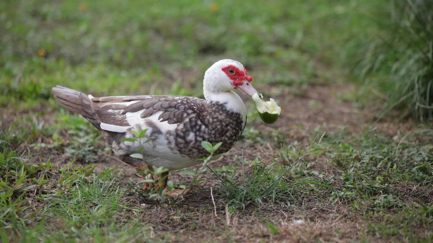 muscovy duck eating cucumber