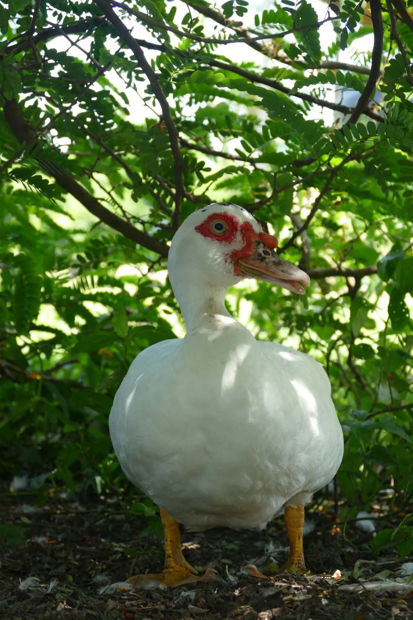 muscovy duck sitting under a shady tree